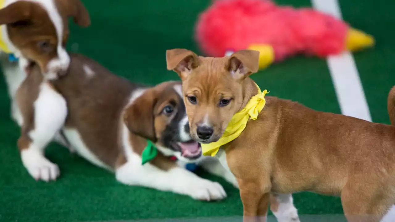 Beagle Rescued From Puppy Mill to Compete in ‘Puppy Bowl' on Super Bowl Sunday