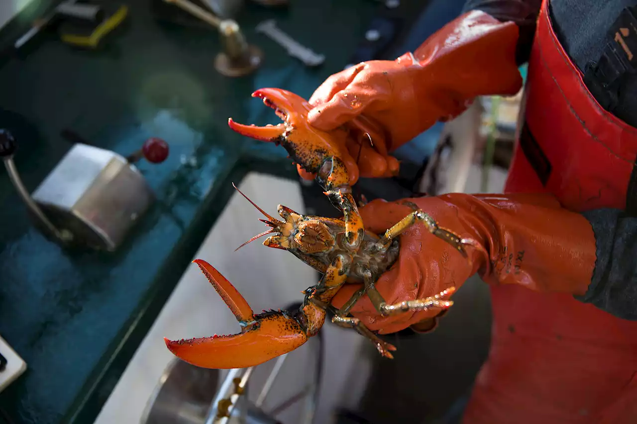 Legal Sizes for Lobsters Could Change to Protect Population