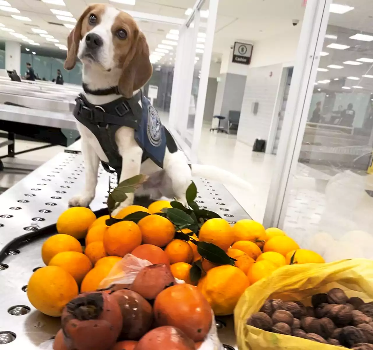 Good boy! Beagle Brigade sniffs out fruit in baggage that could have damaged U.S. citrus crop