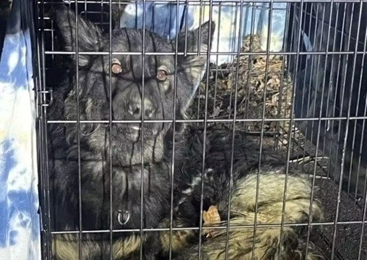 Who abandoned a caged dog outside in frigid weather? Police want to know