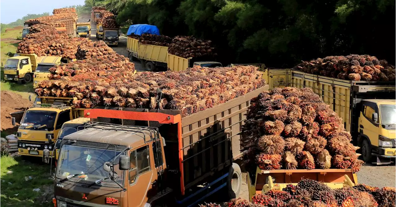 Indonesia to suspend some palm oil export permits -officials