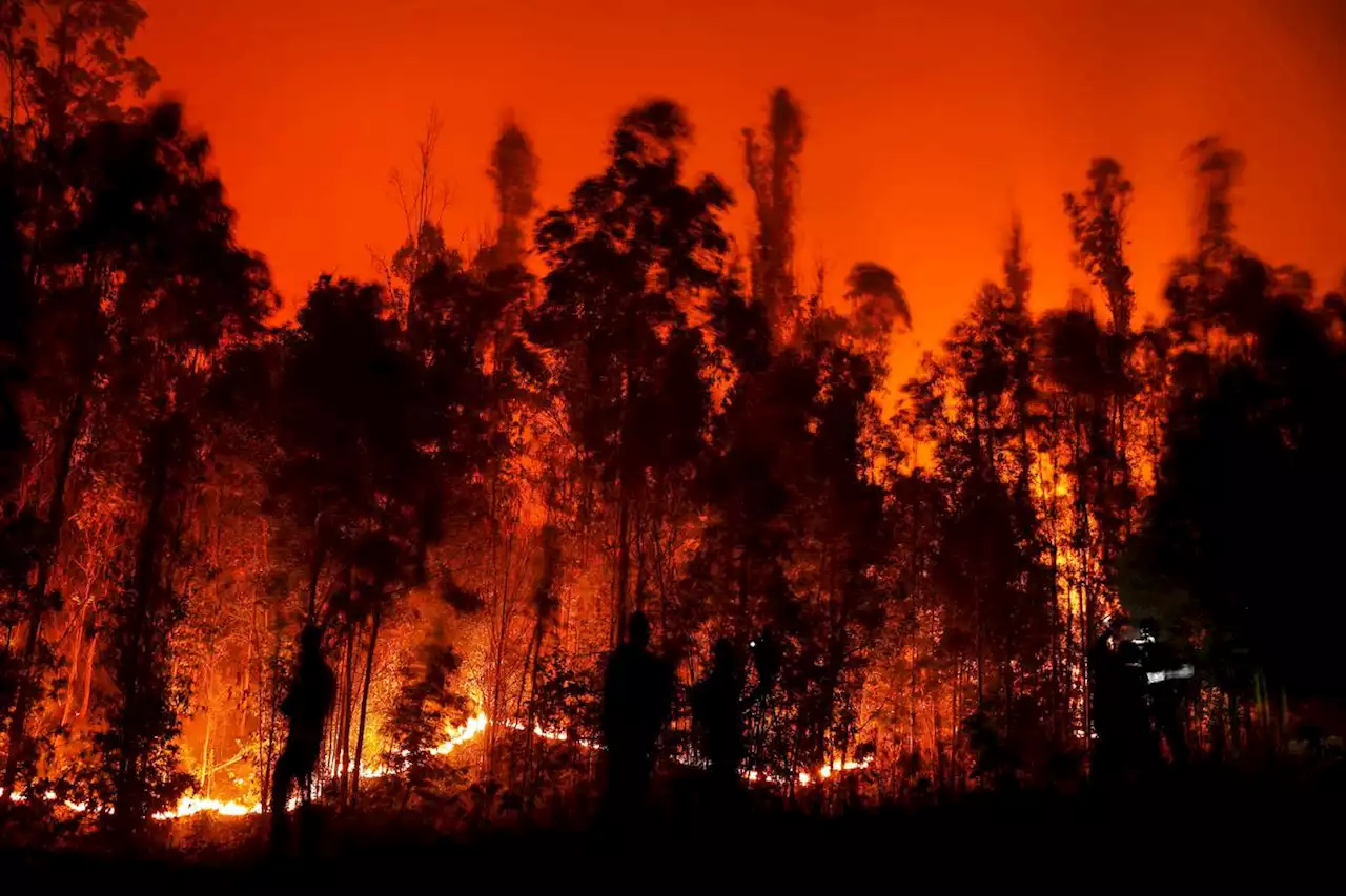 Incendies au Chili : 24 morts dans des immenses feux de forêt, plus de 1 100 blessés