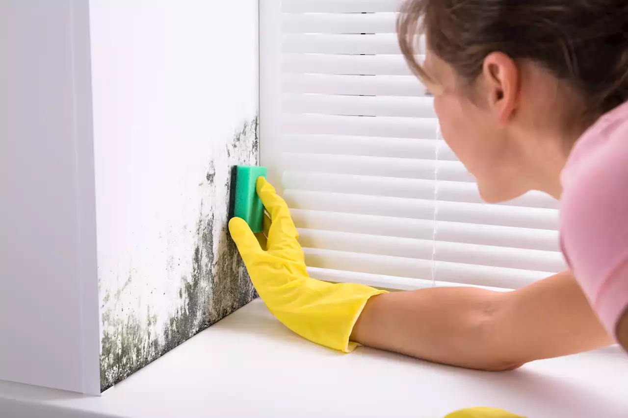 We are property experts - six ways to avoid damp and tackle mould now