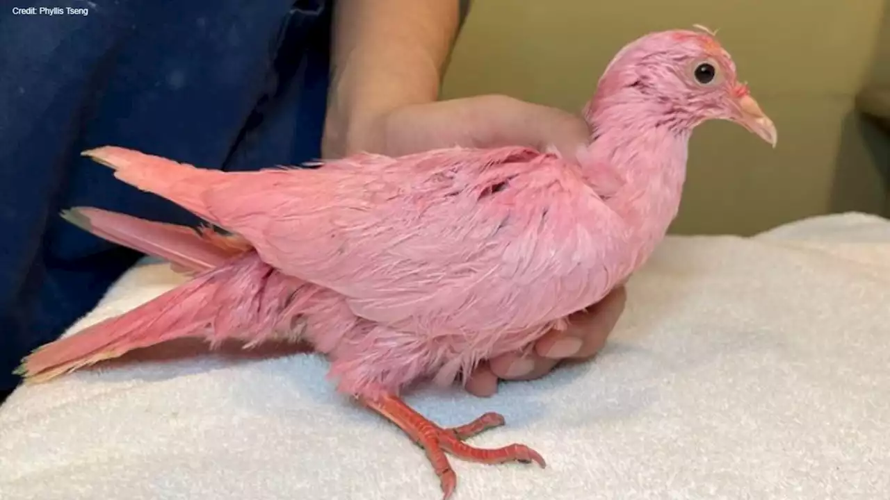 'Flamingo' the pink pigeon found in Manhattan dies