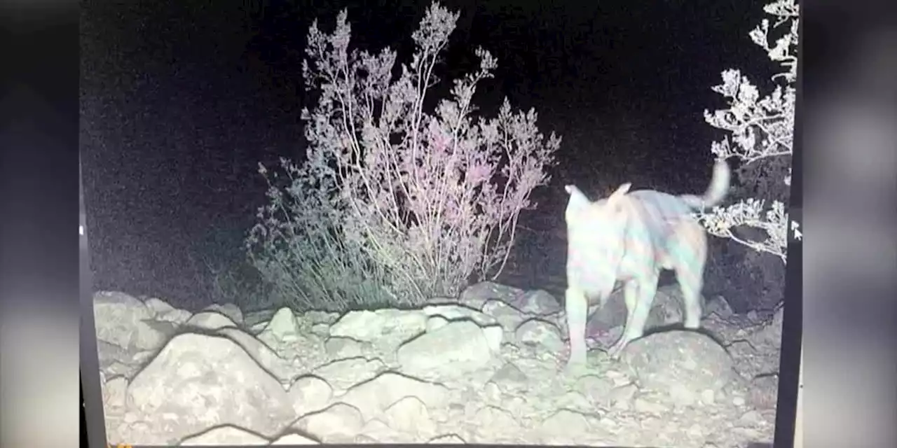 WATCH: Dog abandoned in desert found living with coyote pack