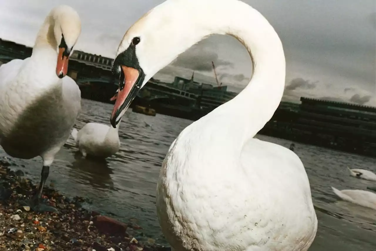 Shygirl, Skepta and Some Swans Beckon in Daniel Lee’s Burberry