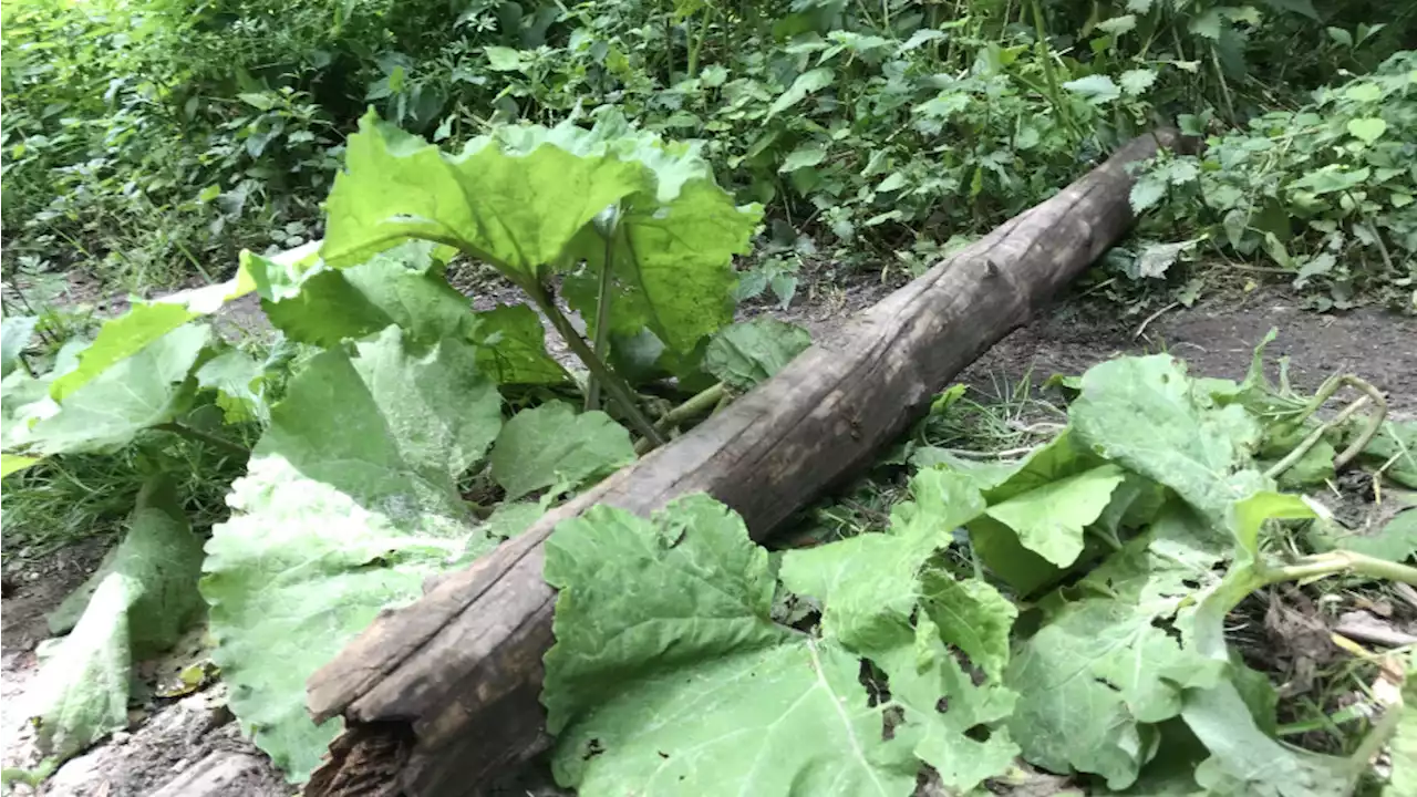 15.000 euro tipgeld voor duidelijkheid rond mountainbike-ongeluk in Amsterdamse Bos