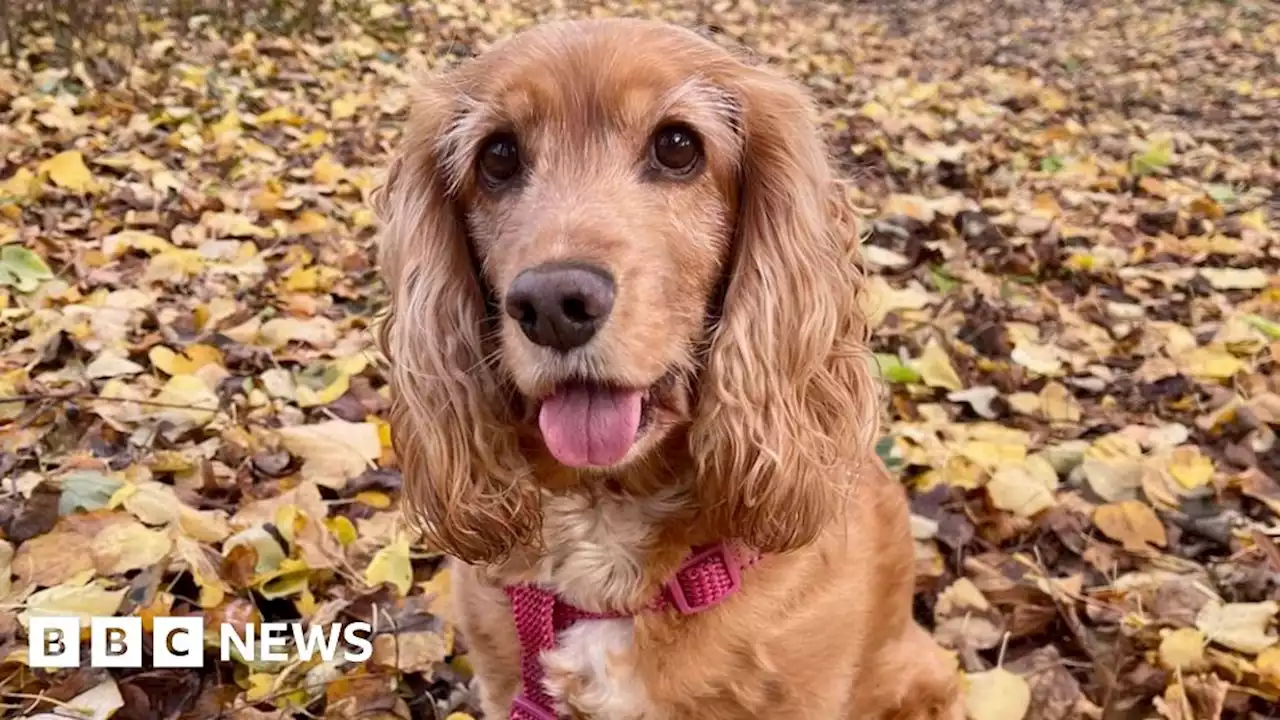 Leicestershire family warns pet owners after dog eats corn cob