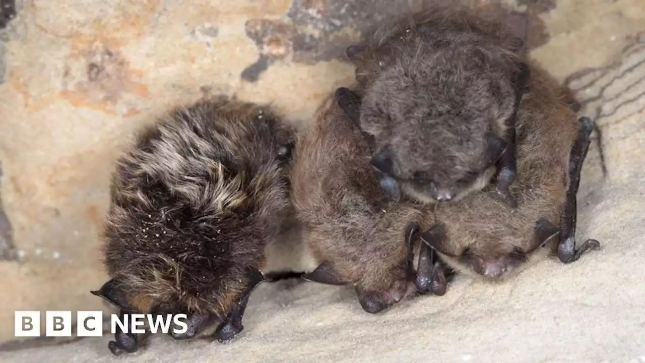 Baildon: Hibernating bats delay demolition of town's former library