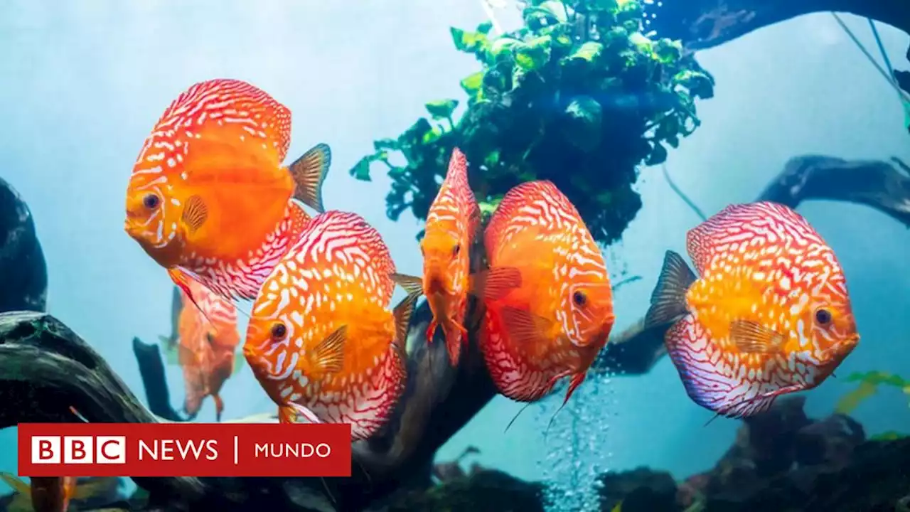 Cómo China superó a Colombia, Perú y Brasil y se convirtió en el mayor productor de peces amazónicos - BBC News Mundo