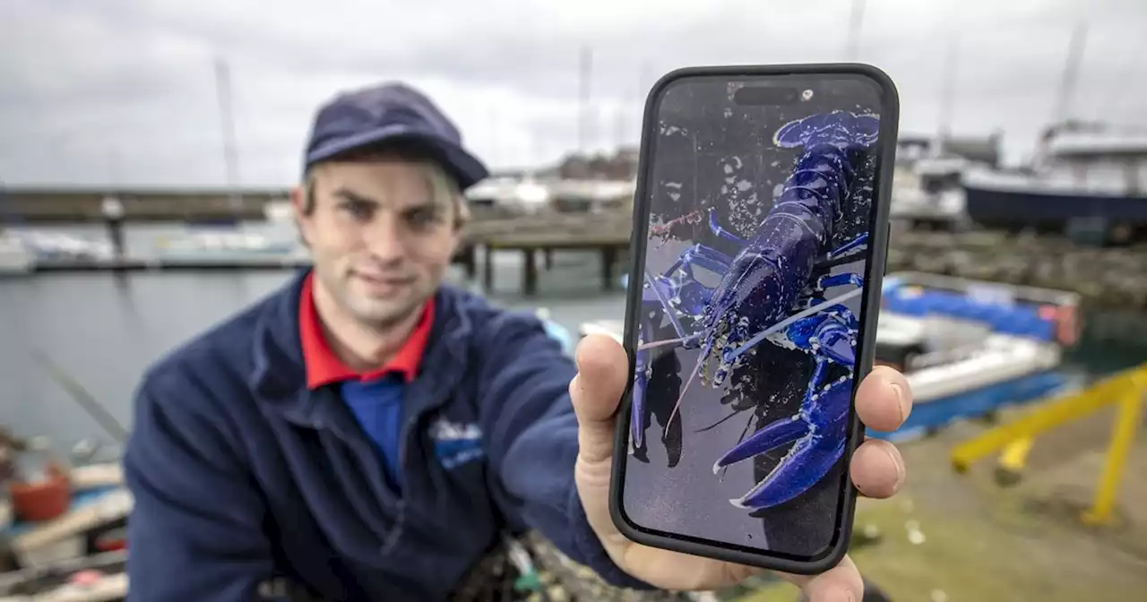 Rare blue lobster catch in Belfast Lough 'two million to one shot' says skipper