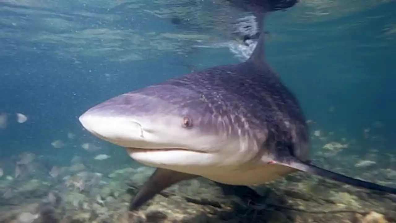 Une adolescente de 16 ans tuée par un requin lors d'une virée en jet-ski