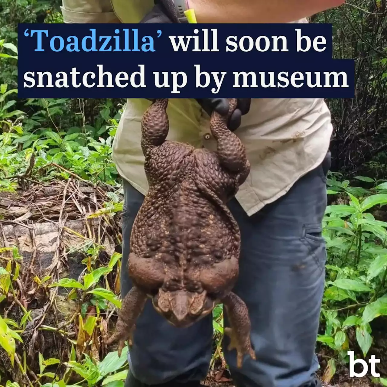 ‘Toadzilla’ even bigger than Queensland Museum’s monster attraction