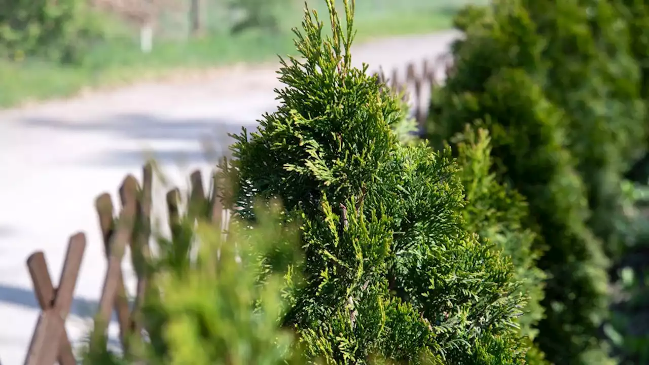 Warum naturnahe Hecken im Garten besser sind als Lebensbäume