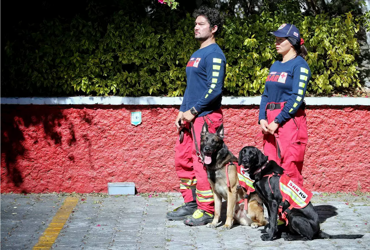 Terremoto en Turquía: Perros rescatistas viajan para apoyar equipos de búsqueda