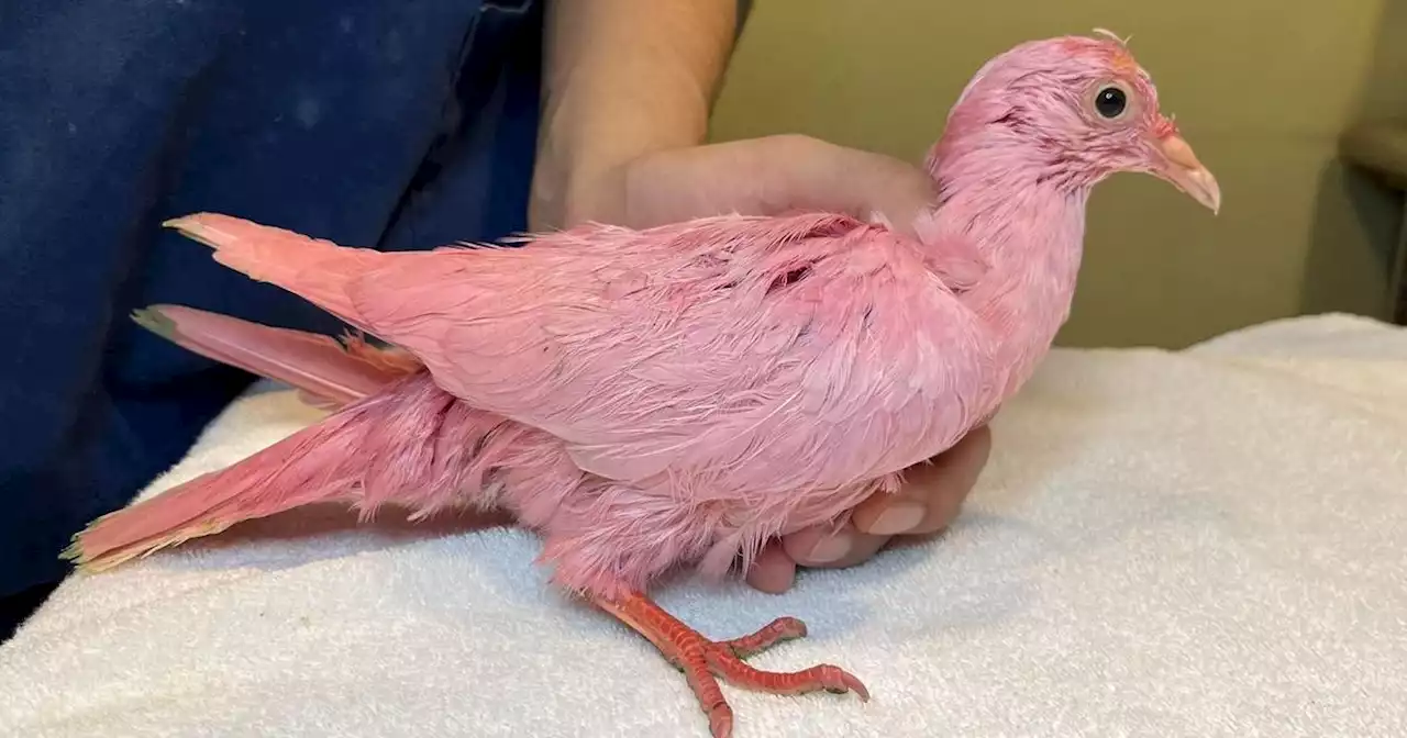 Pigeon found dyed pink in New York City park passes away