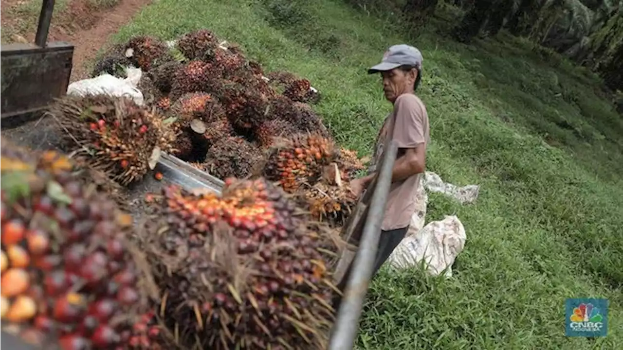 Pupuk Mahal, Produksi Minyak Sawit RI Diramal Cuma Naik Tipis