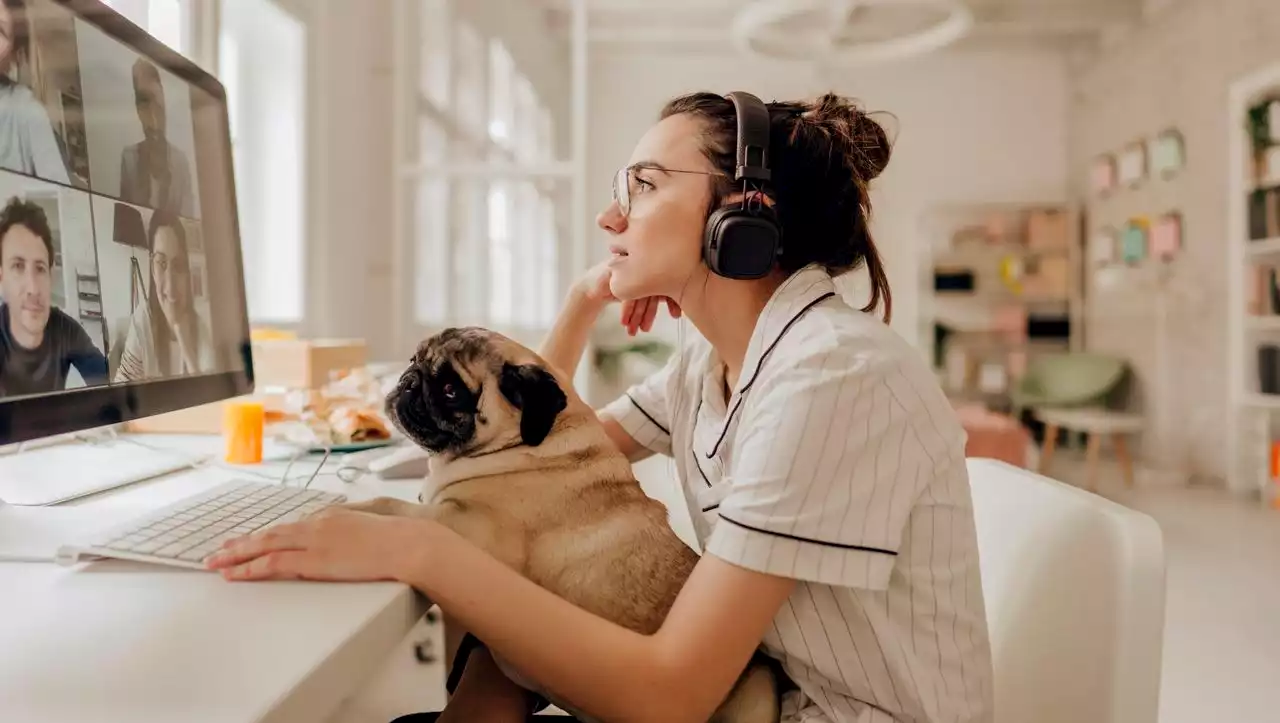 (S+) Warum wir mehr Hunde im Büro brauchen