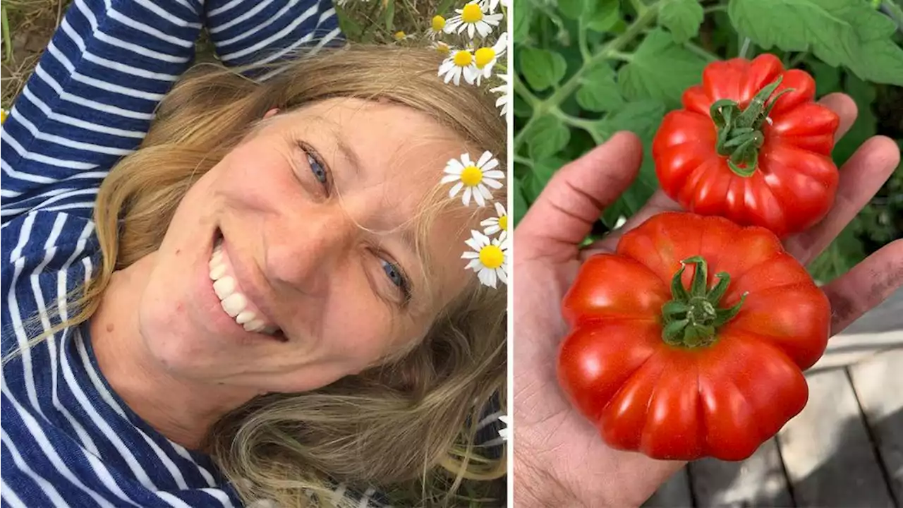 Välj rätt tomatfrö – för fönster, kruka, friland och smak