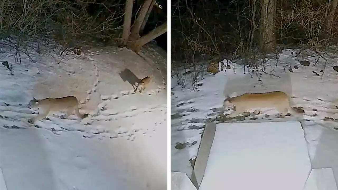 Colorado homeowners' Ring camera captures 2 mountain lions strolling across yard together