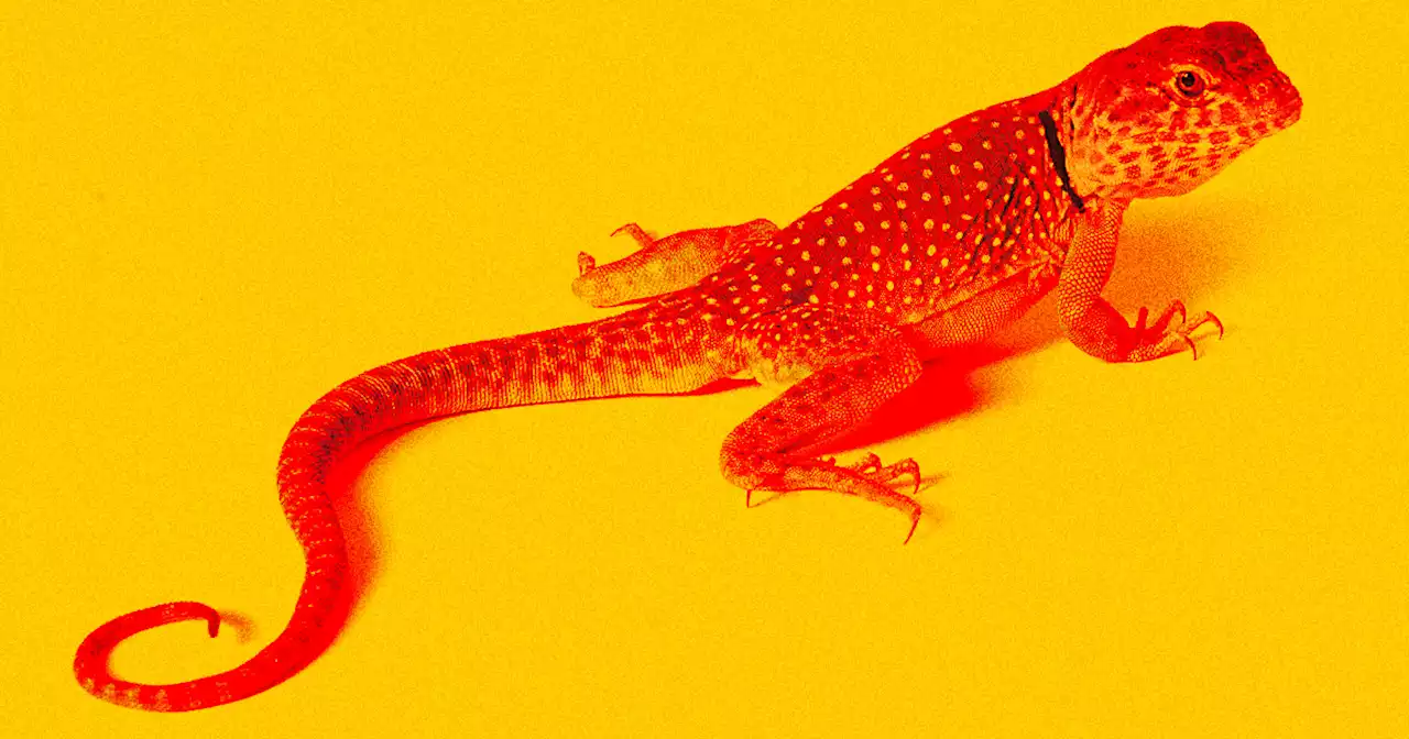 Scientists Prototype 'Creeping' Lizard-Like Robot for Exploring Mars