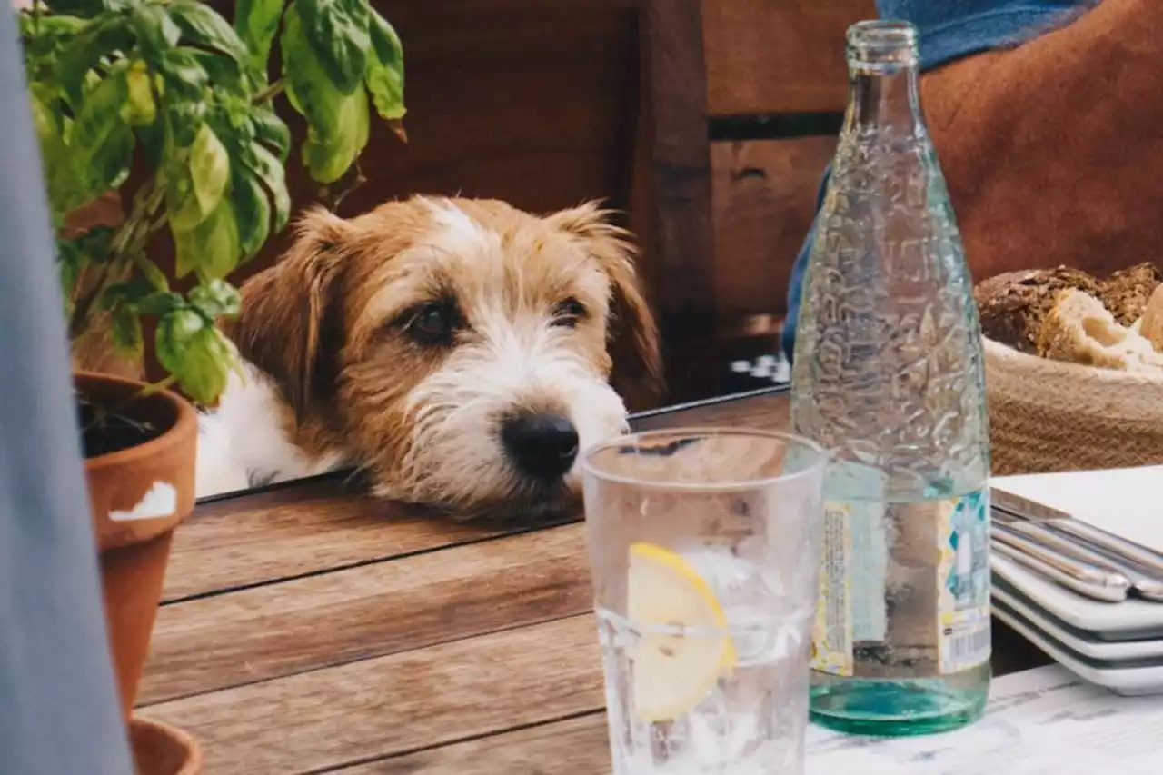 New dog-friendly café opens in Glasgow