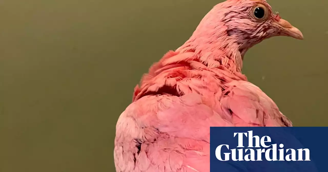 Pink pigeon allegedly dyed for gender reveal party has died, US officials say