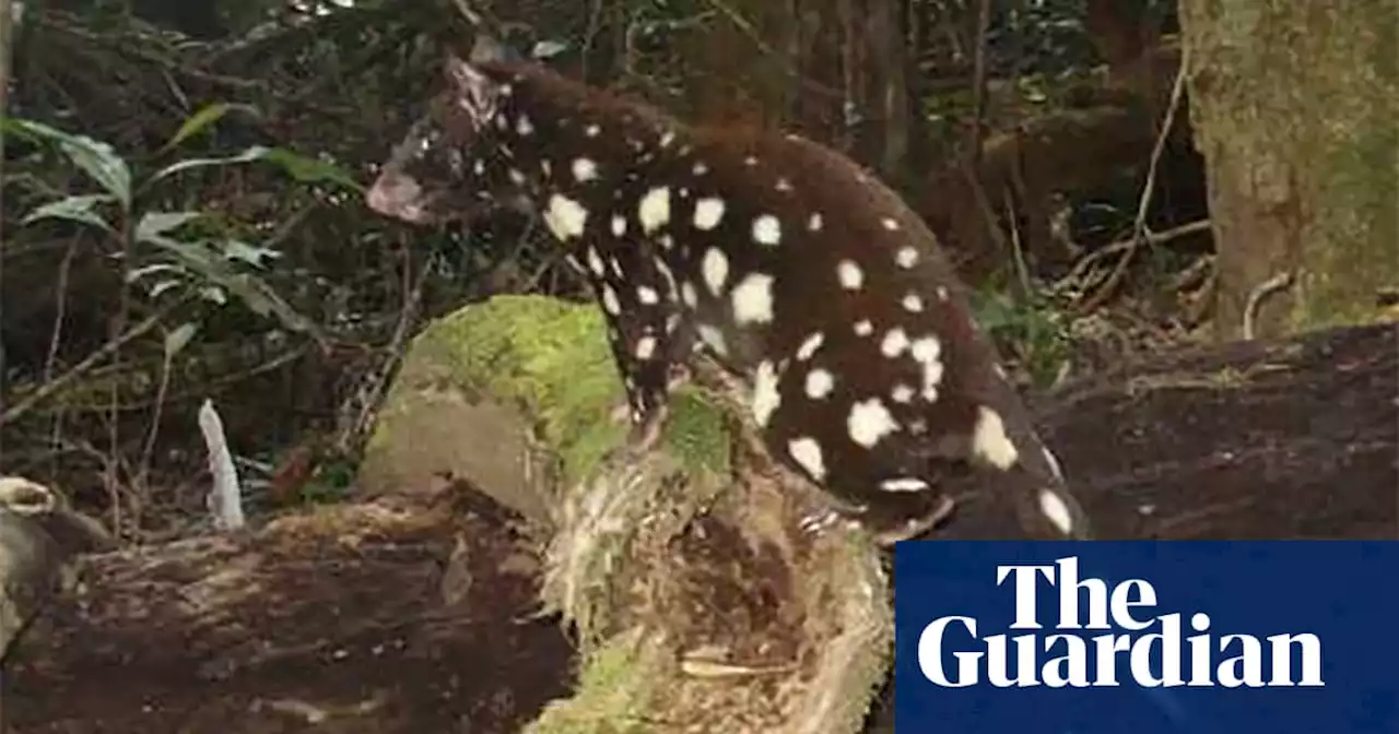 Tropical Queensland’s spotted-tail quoll facing extinction