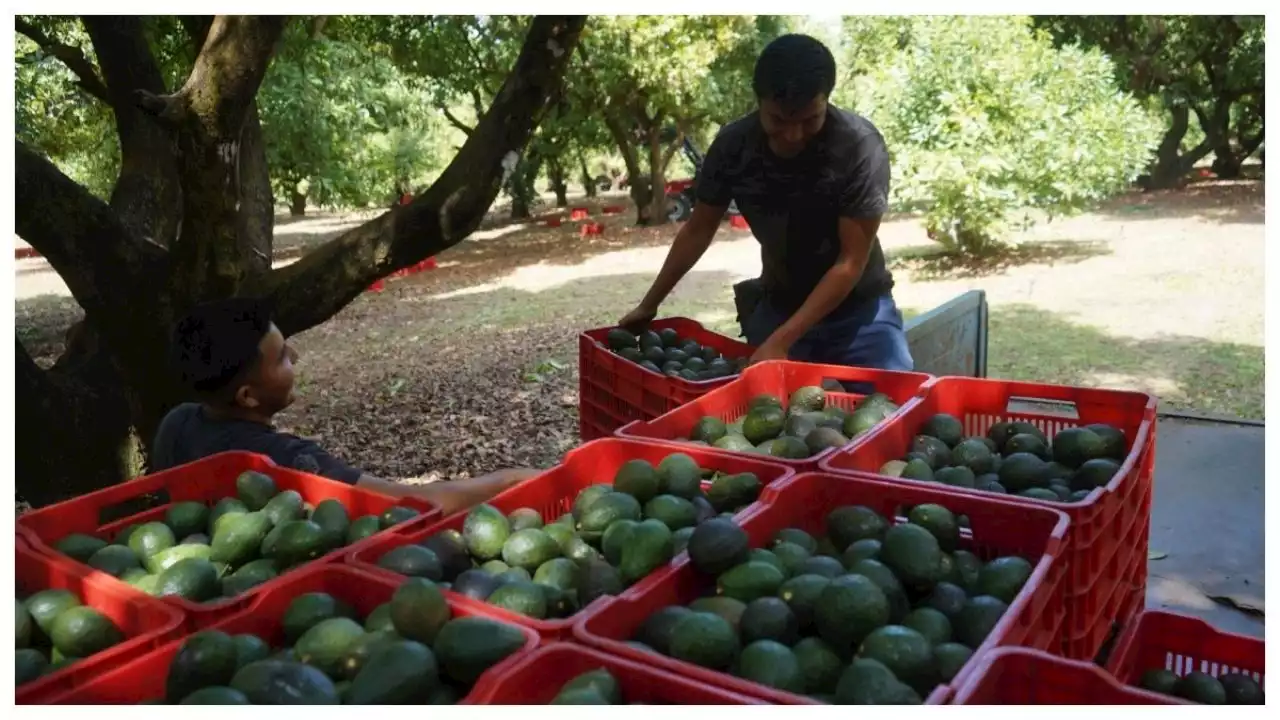 Blindan producción de aguacate, en vísperas del Super Bowl LVII