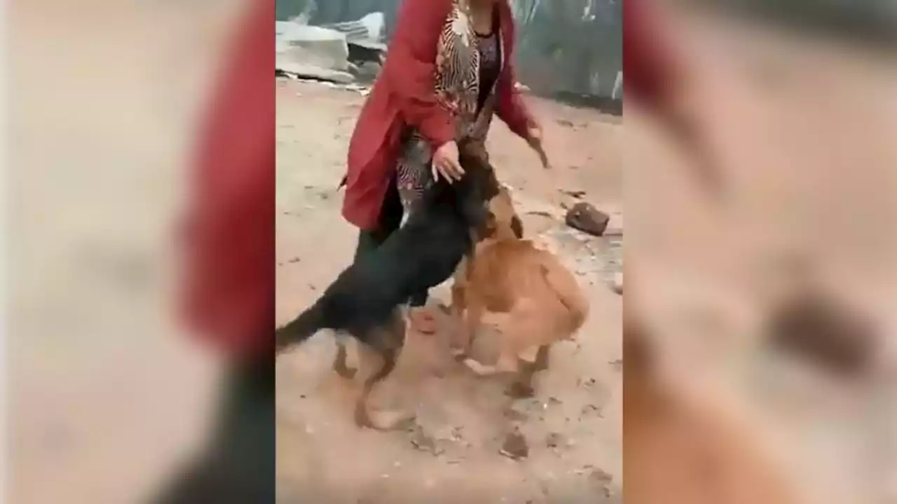 VIDEO | Mujer se reencuentra con sus perritos, quienes sobrevivieron a los incendios forestales de Chile