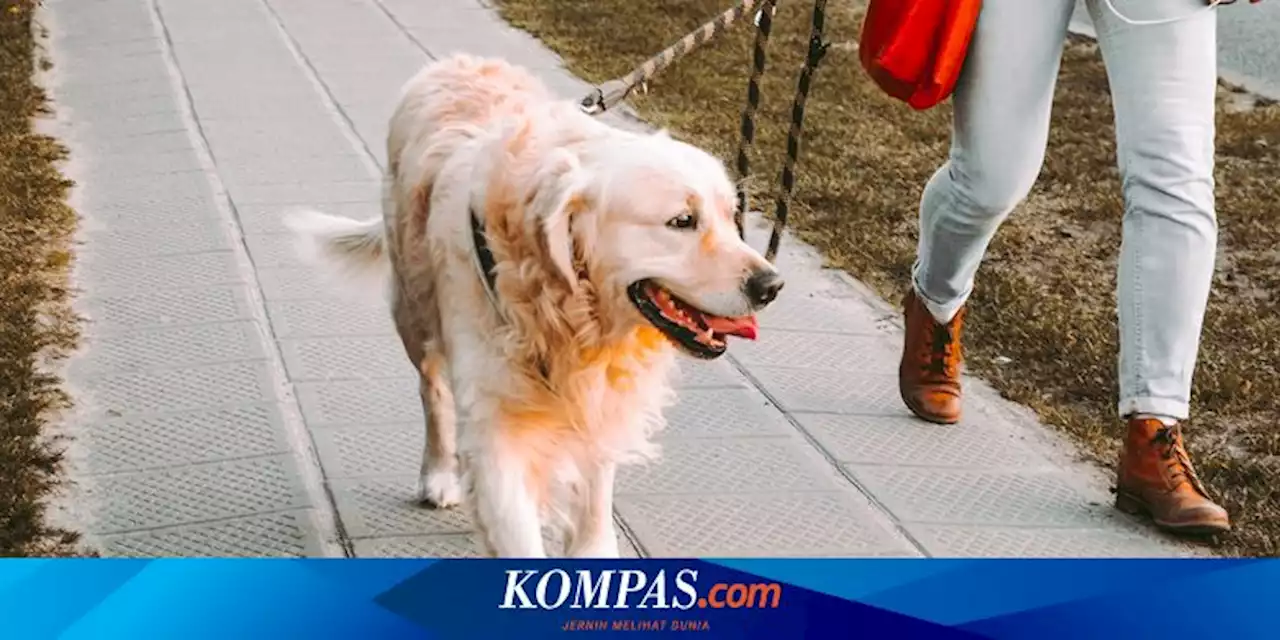 5 Penyebab Anjing Tidak Mau Diajak Jalan-jalan