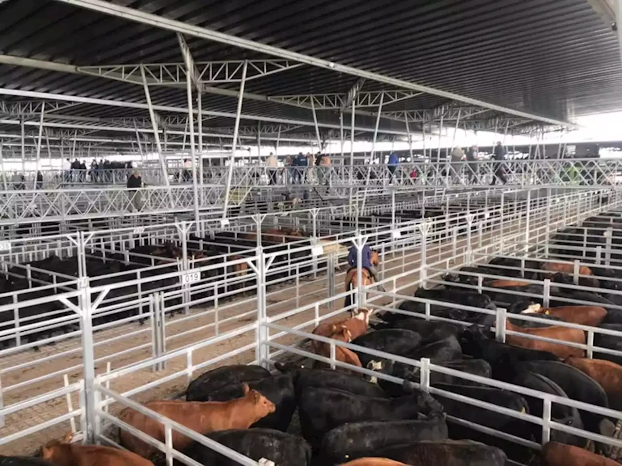 Leve descenso del valor de la hacienda en el Mercado Agroganadero de Cañuelas