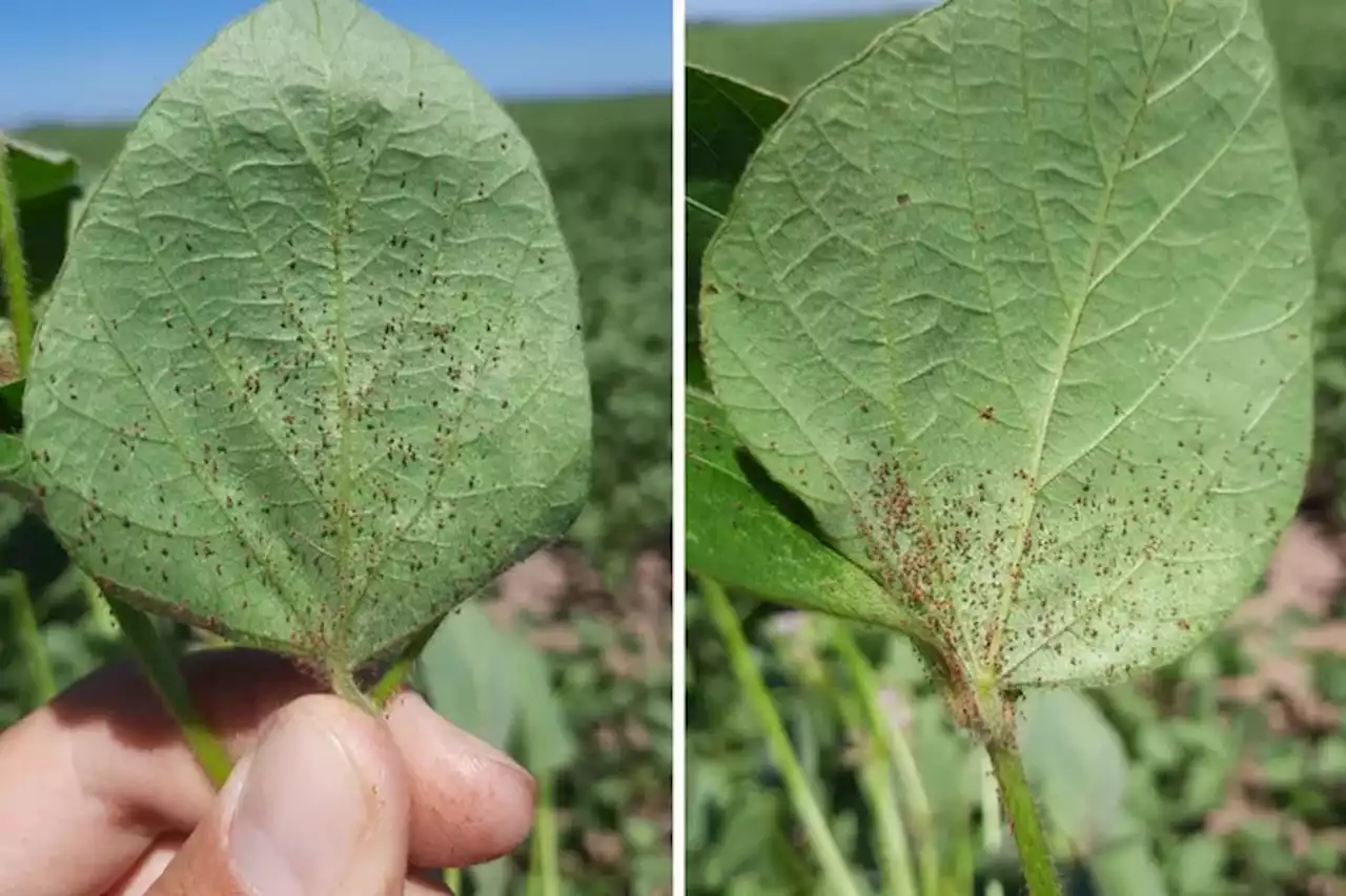 Un ingeniero agrónomo alertó sobre el feroz ataque de una plaga y explicó cómo frenarla