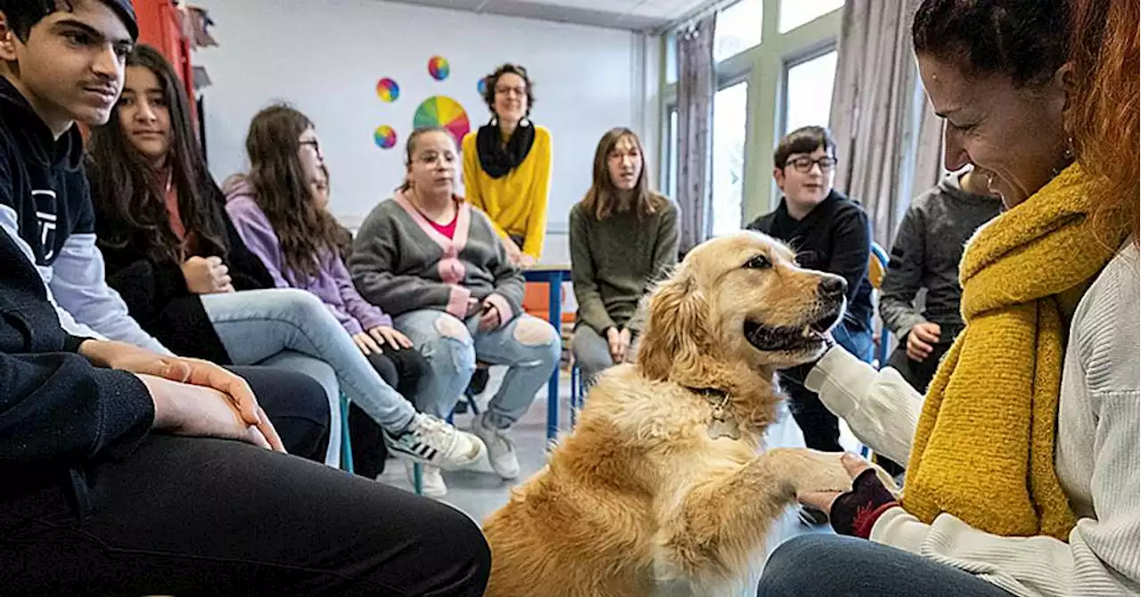 Cavaillon : Oasis, une chienne au poil pour la classe Ulis de Paul-Gauthier