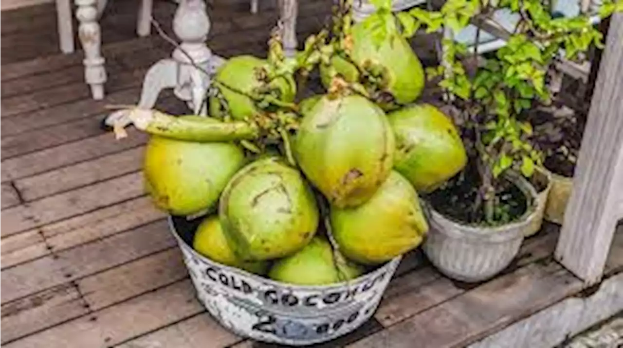 Benarkah Ruam Campak Bisa Diredakan dengan Minum Air Kelapa?