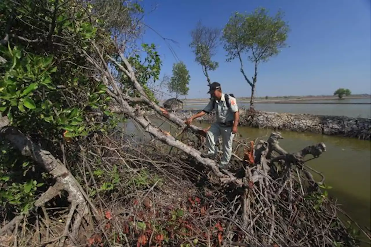 DPR Ungkap Masih Banyak Pabrik Buat Arang dari Kayu Mangrove