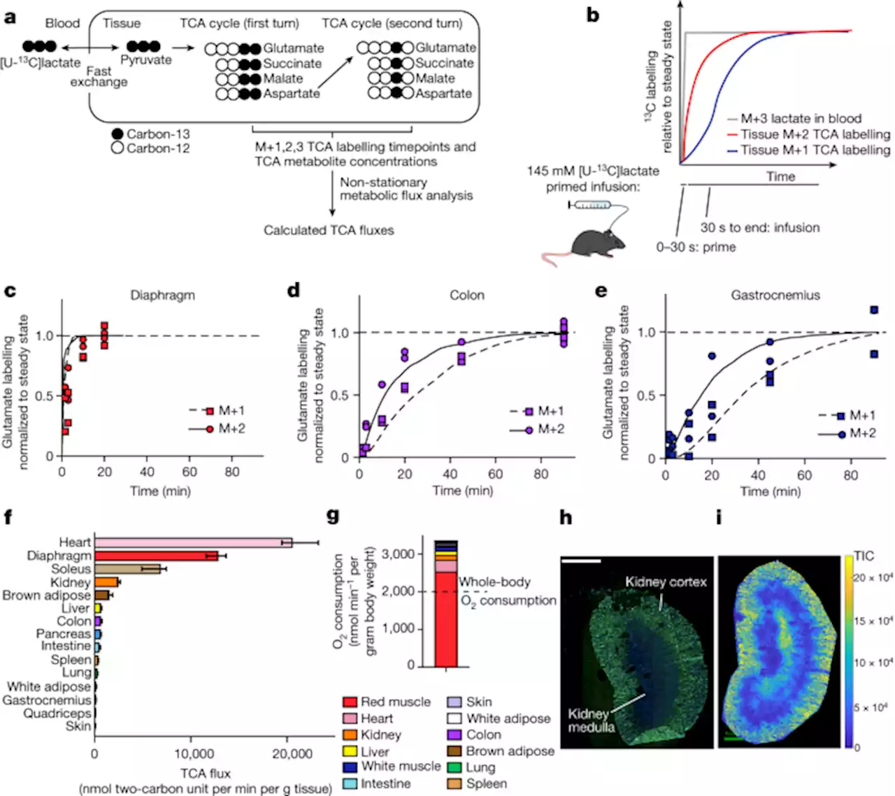 Slow TCA flux and ATP production in primary solid tumours but not metastases - Nature