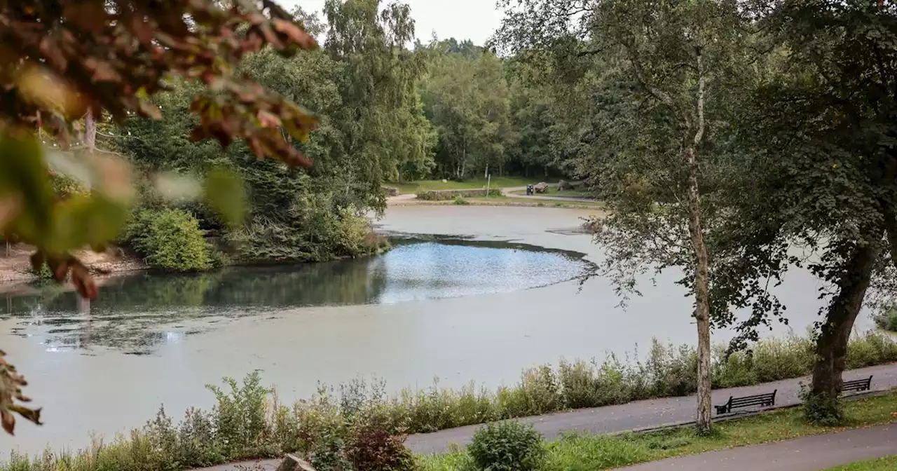 Bird flu warning after geese die in Rochdale park