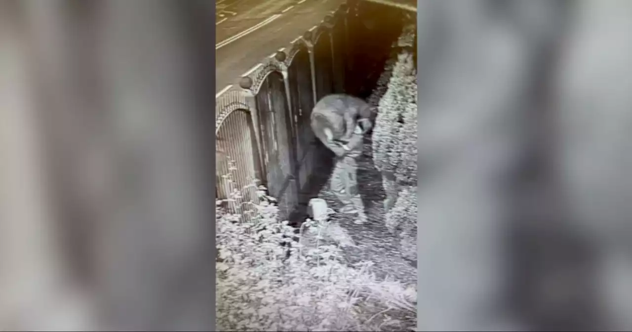 Bizarre CCTV shows struggling thieves stealing bear ornaments from garden centre