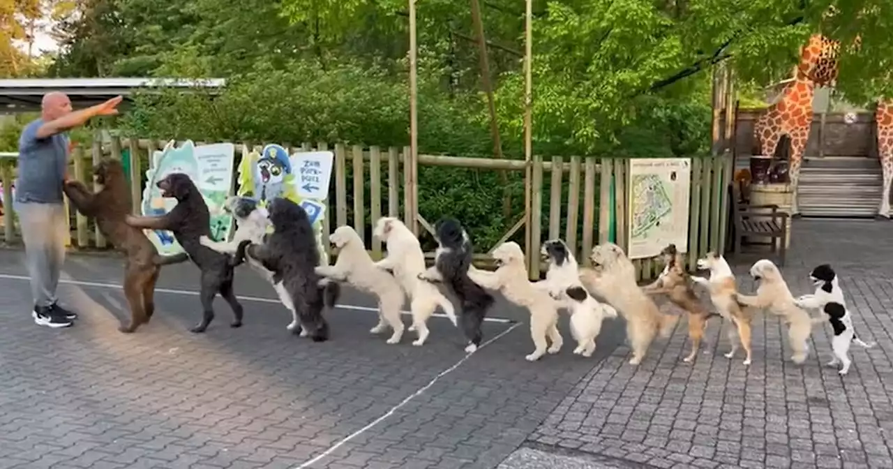 These dogs just broke the world record for having the most dogs in a conga line