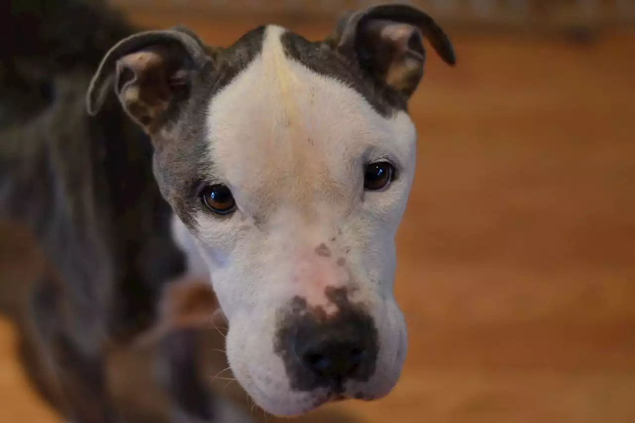 Dog found starving on the streets of Philadelphia getting help from N.J. vet, Pa. shelter