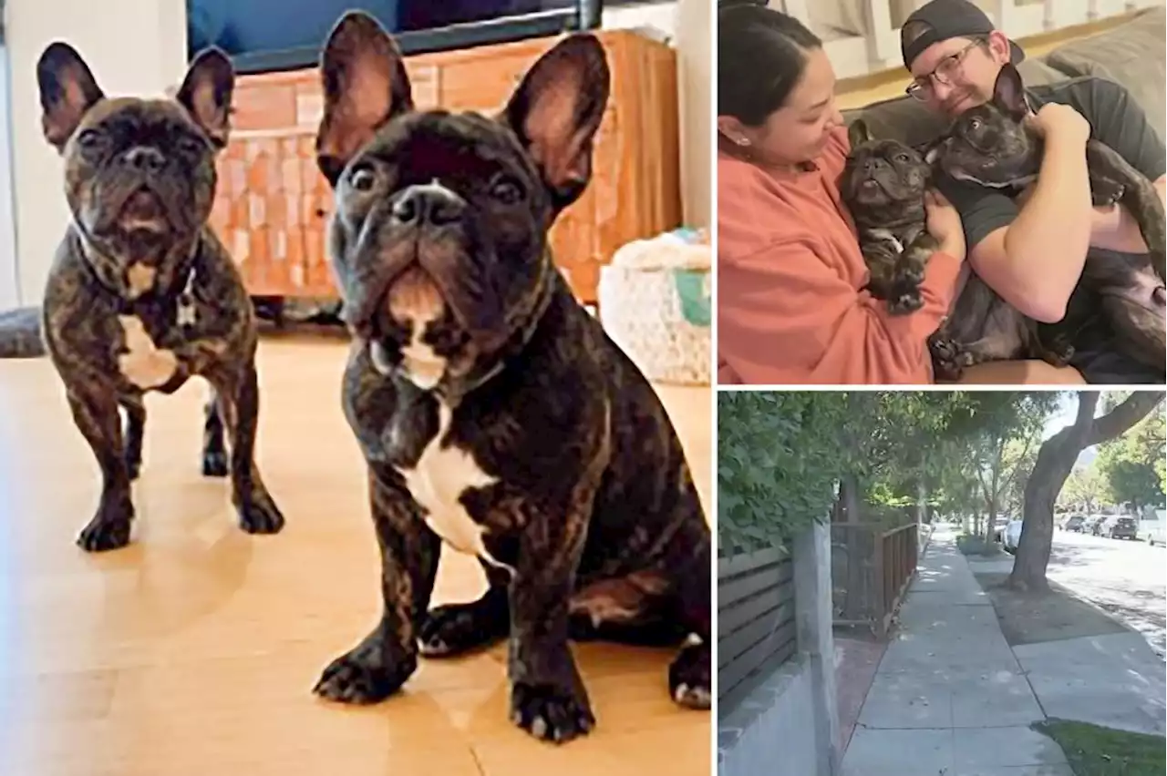 Armed man stole French bulldogs from pregnant woman in LA: police