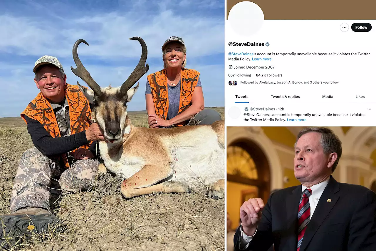 GOP Sen. Steve Daines back on Twitter after suspension over hunting photo