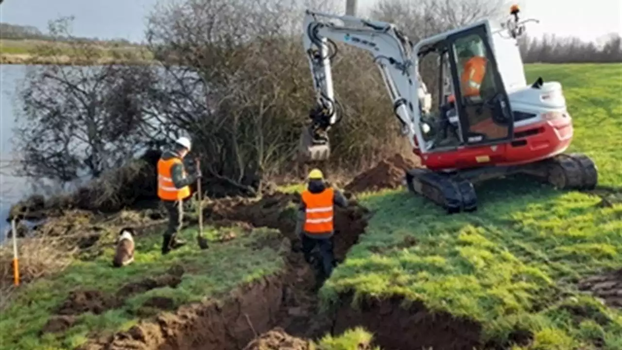 Enorm gangenstelsel van bever per toeval ontdekt in Maasdijk