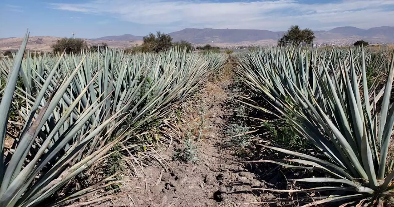 Cultivo de agave en Guanajuato representa una amenaza para el campo