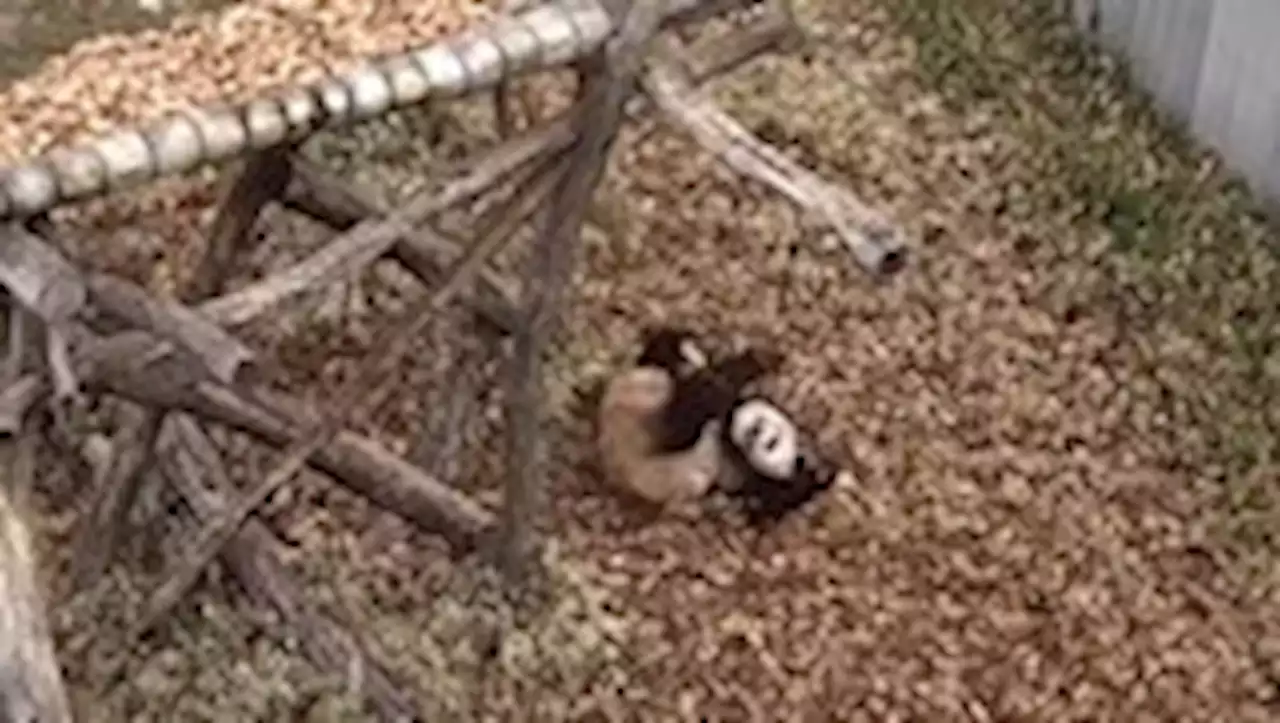 Video captures giant panda cub’s adorable gymnastics at National Zoo