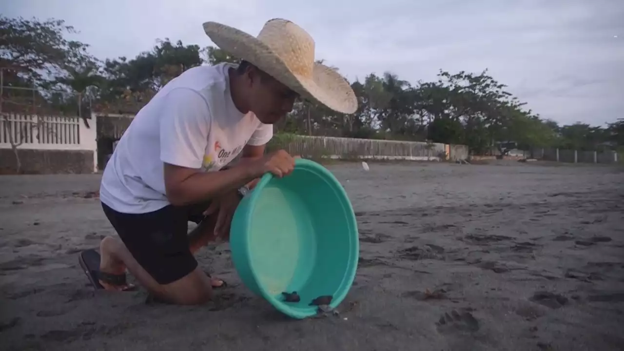 Love of sea turtles turns Philippine poachers into protectors