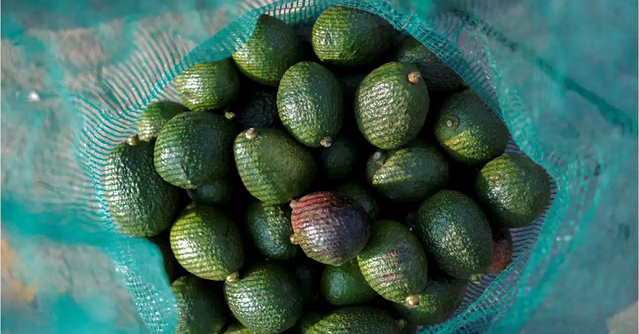 Complaint takes aim at Mexican avocado production ahead of Super Bowl frenzy