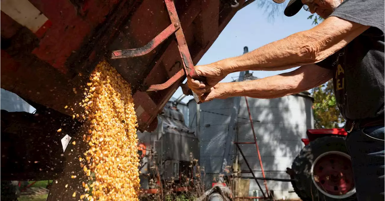 U.S. farmers plan to go 'heavy on corn' in 2023