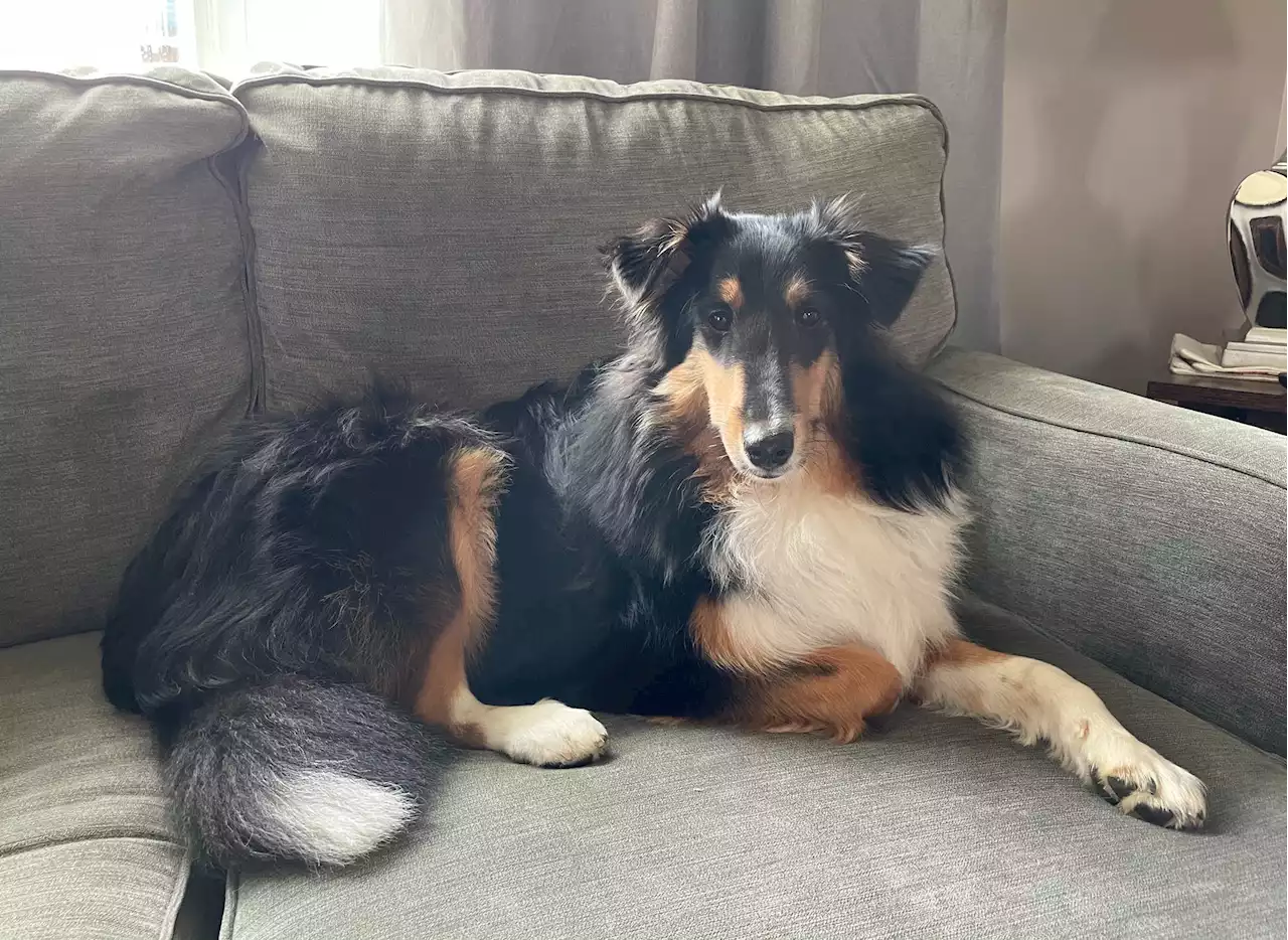 Sheltie, living wild in Newfoundland woods after fireworks scare, recaptured almost a month later | SaltWire